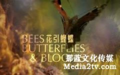 紀(jì)錄片的字幕效果怎么設(shè)計(jì)？